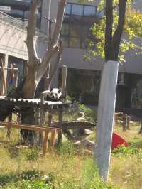 沈陽|森林動物園週末一定要來哦