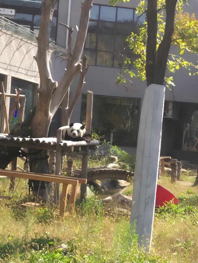 沈陽|森林動物園週末一定要來哦