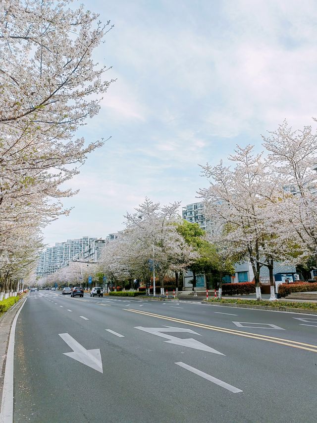 千島湖畔陽光路，春和景明，櫻花浪漫