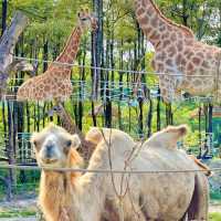 距離深圳1小時~人均19!!近距離餵動物玩水~別