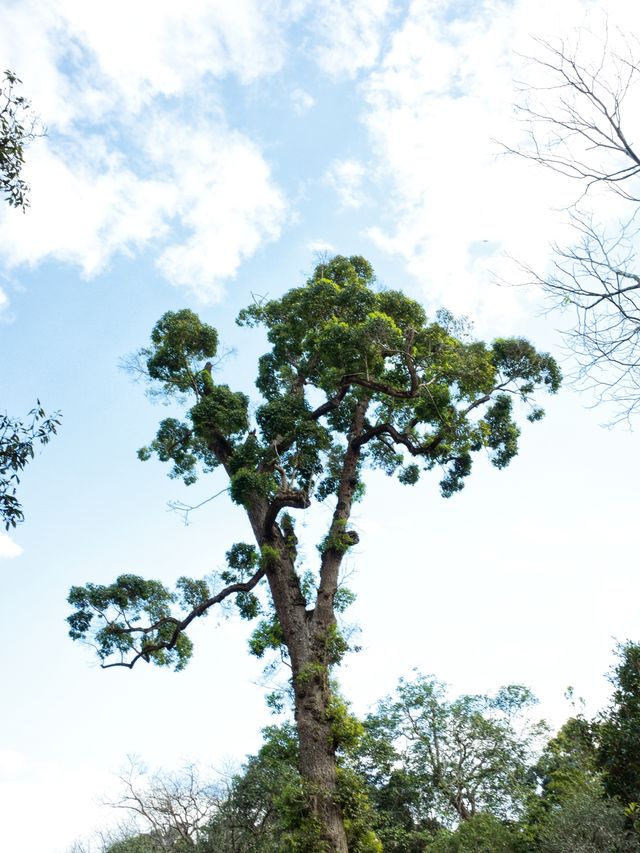 恭喜，景迈山古茶林申遺成功！