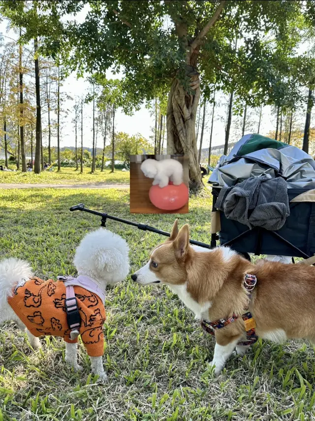 Four Super Beautiful Pet-Friendly Camping Sites in Guangzhou