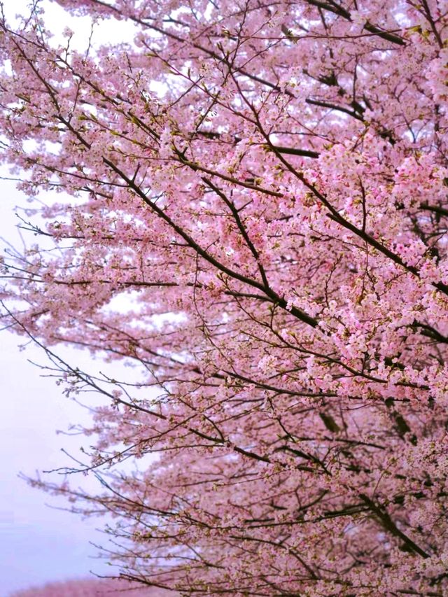 當貴州平壩的70萬株櫻花綻放，浪漫成海！
