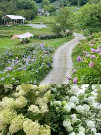 春有約，花不誤，年年不相負-四川賞花攻略