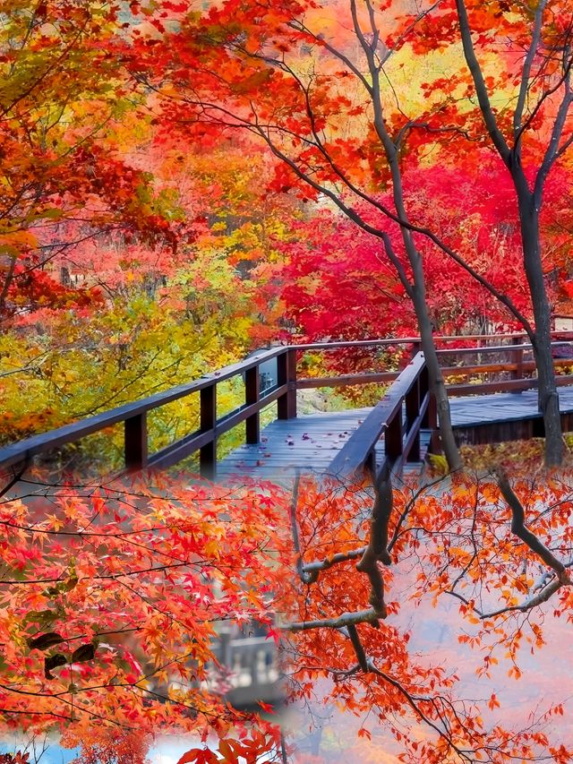 吉林最美紅葉地蛟河紅葉谷