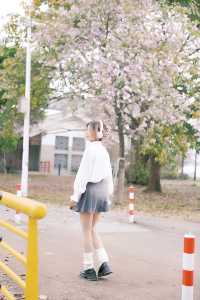 發現廣州絕美紫荊花綠道｜一大片，人少
