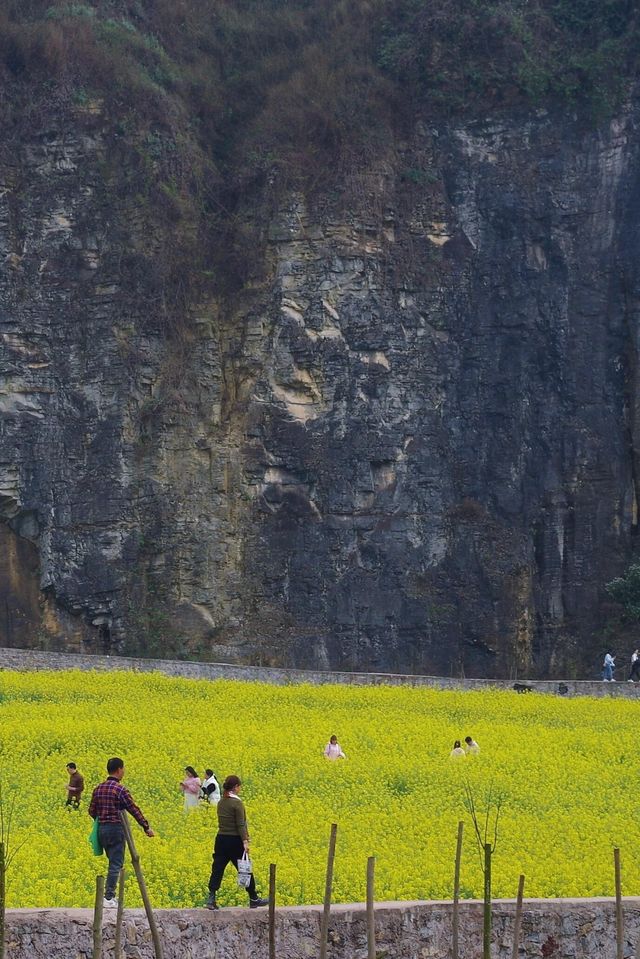 天堂壩的油菜花