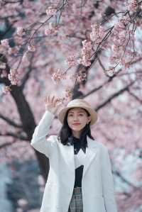 櫻花難民在東京拍到了人生照片！