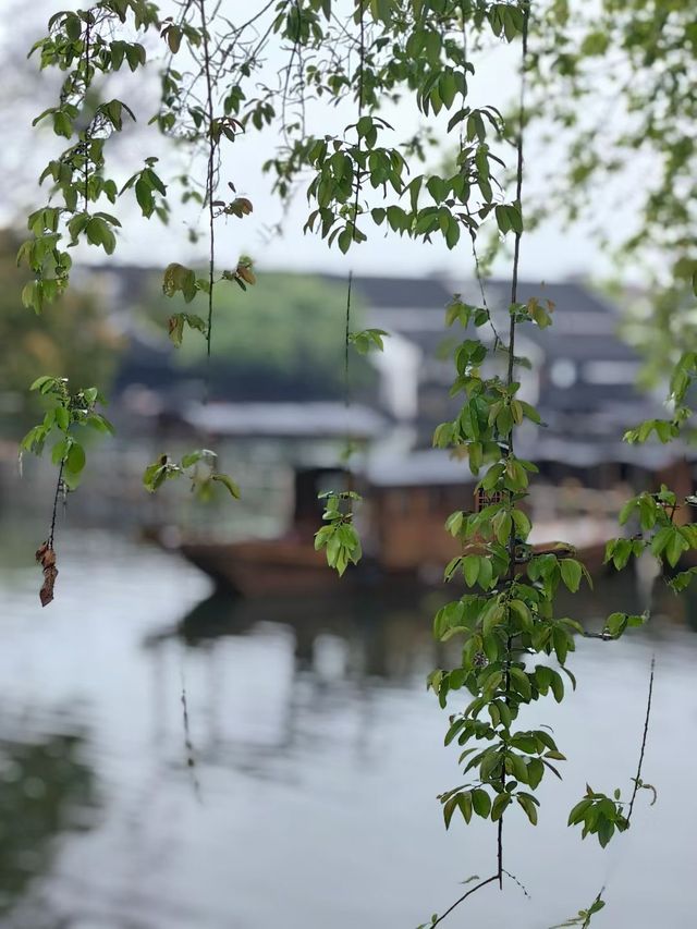 煙雨烏鎮