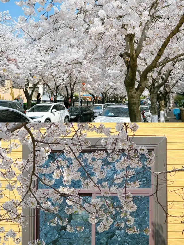 Qingdao's Lesser-Known Cherry Blossom Avenue | A Great Place to Enjoy Flowers in Spring!