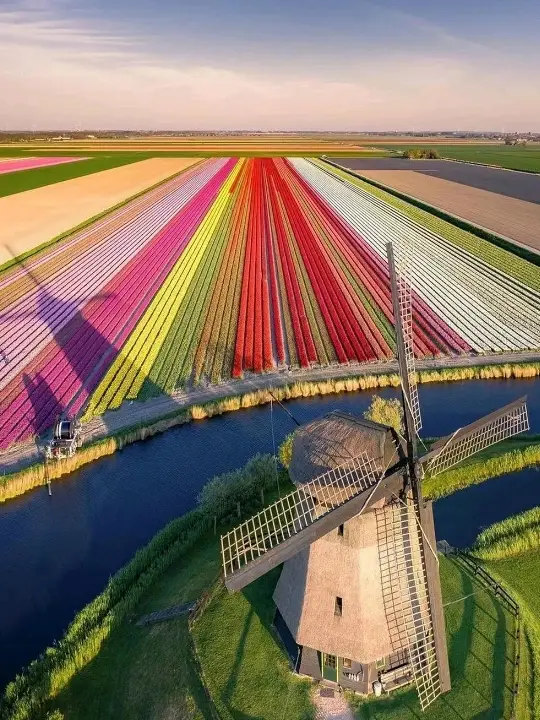 World's Most Beautiful Spring Blossoms🌸🇳🇱