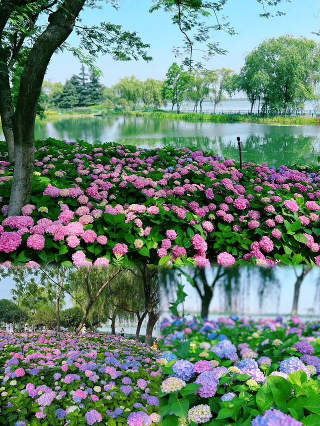 藏在武漢市中心的無盡夏花海 | 金銀湖濕地公園