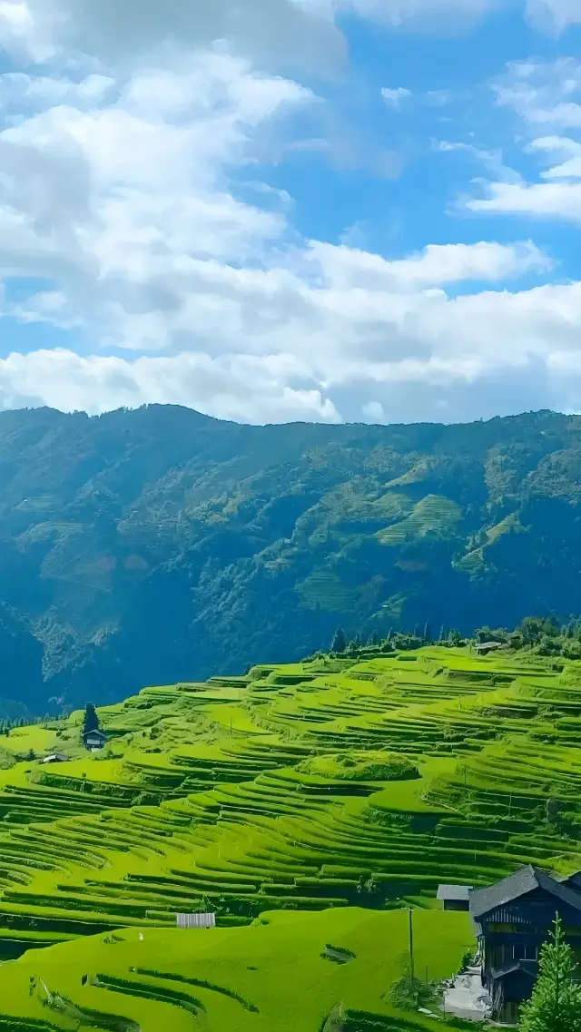 Tĩnh Tây | Ngắm nhìn những thửa ruộng bậc thang miễn phí như bước vào thiên đường trên mặt đất