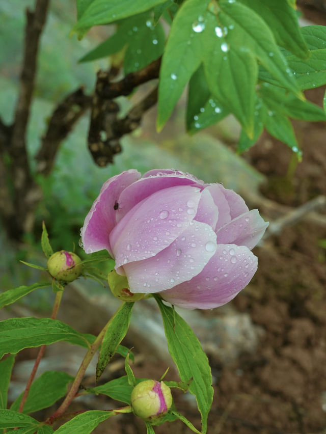 不出遠門過五一，賞花露營遛娃寶藏地