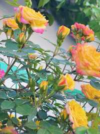 鄭州人民公園你玩得可真花啊附賞花攻略乾貨