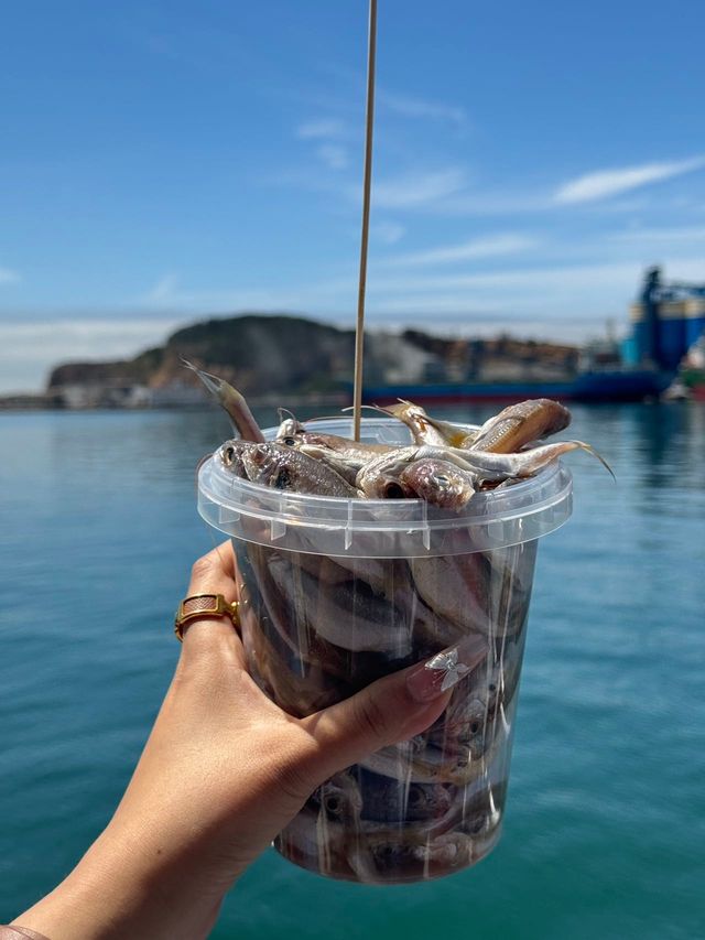 別再人擠人了，來海驢島喂海鷗吧