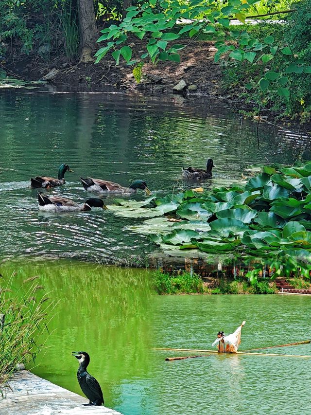 江蘇寶藏旅遊地——宿遷市泗洪縣洪澤湖濕地公園，你可不能錯