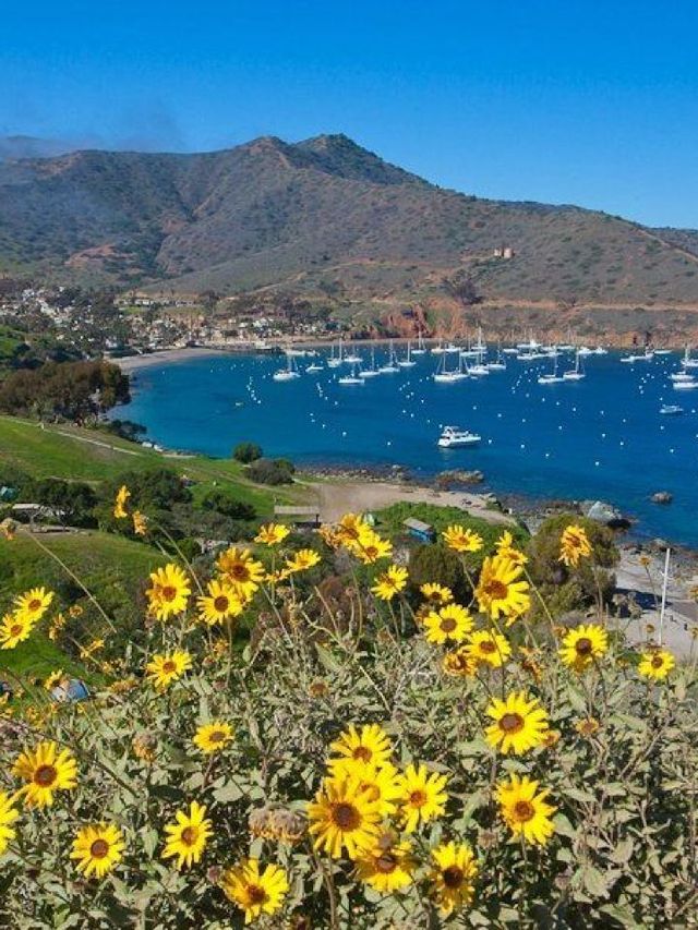 🌊🎡 Unmissable LA Attractions: Beaches & Island Escapes 🏝️✨