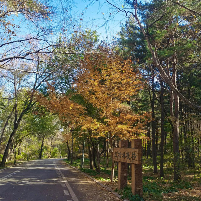 Beautiful Autumn scenery in Shenyang 