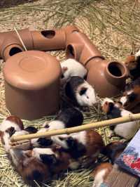 一次撸盡卡皮巴拉玄鳳鸚鵡矮腳羊柯爾鴨!