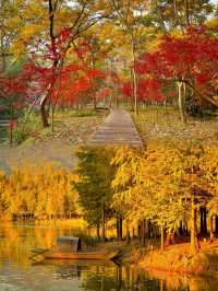 如果錯過了明孝陵的秋天,那該有多遺憾呀。