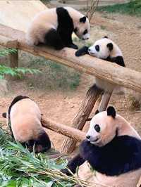 韓國不輸迪士尼的本地樂園！超詳細攻略。
