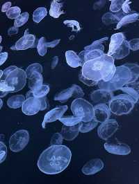 The Super Family Friendly Sumida Aquarium, The Wonders Of the Deep In Tokyo!
