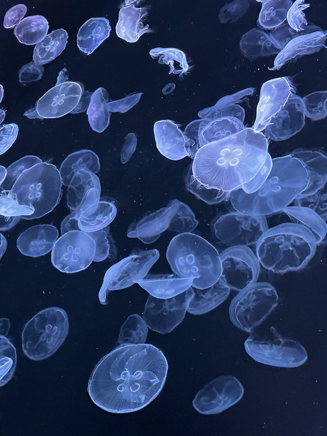 The Super Family Friendly Sumida Aquarium, The Wonders Of the Deep In Tokyo!