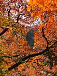 山東石門坊｜齊魯紅葉。