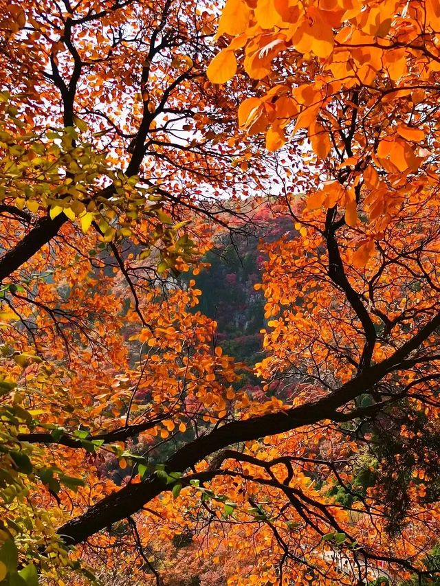 山東石門坊｜齊魯紅葉。