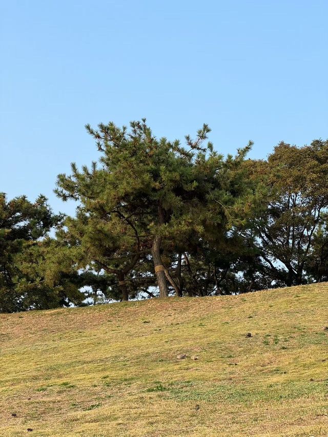 青島沿海而建的綠道，景色很美的。