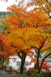 日本京都｜漫山紅葉與花水手的秋日至美。