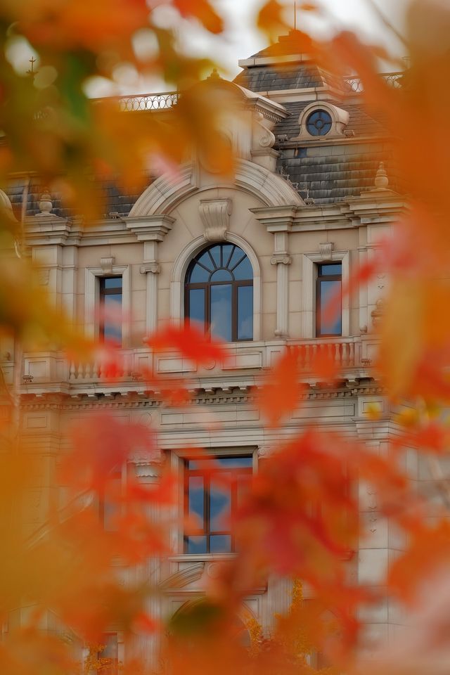 11月20日實拍上海這裡的楓葉已經紅啦。