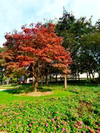 文化廣場除了看劇,還有銀杏。