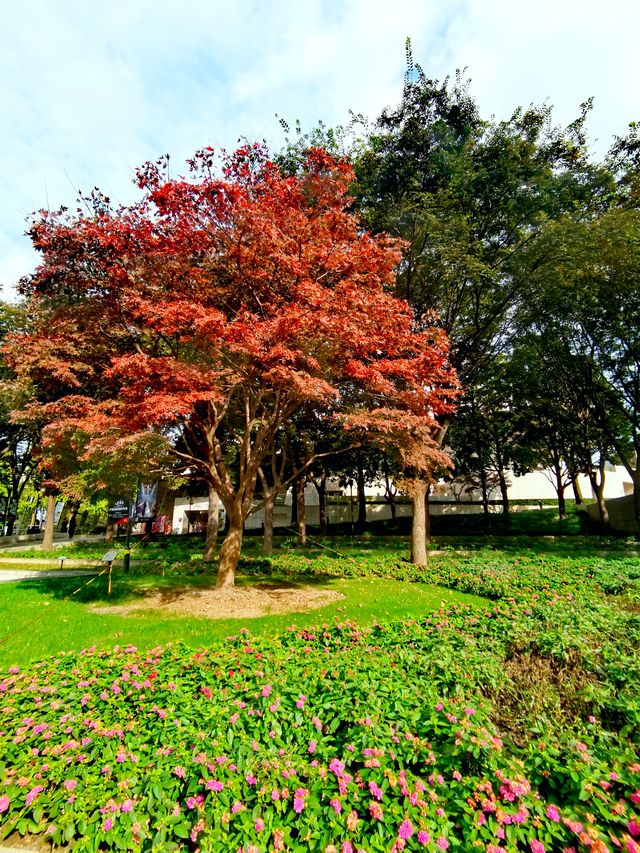 文化廣場除了看劇,還有銀杏。 文化廣場除了看劇,還有銀杏。