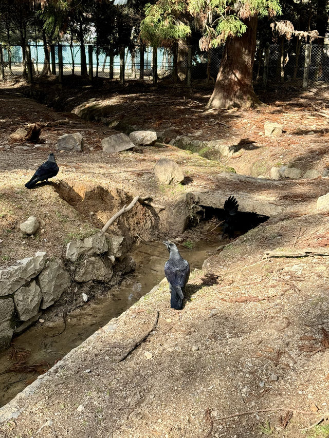 在奈良餵鹿。 在奈良餵鹿。