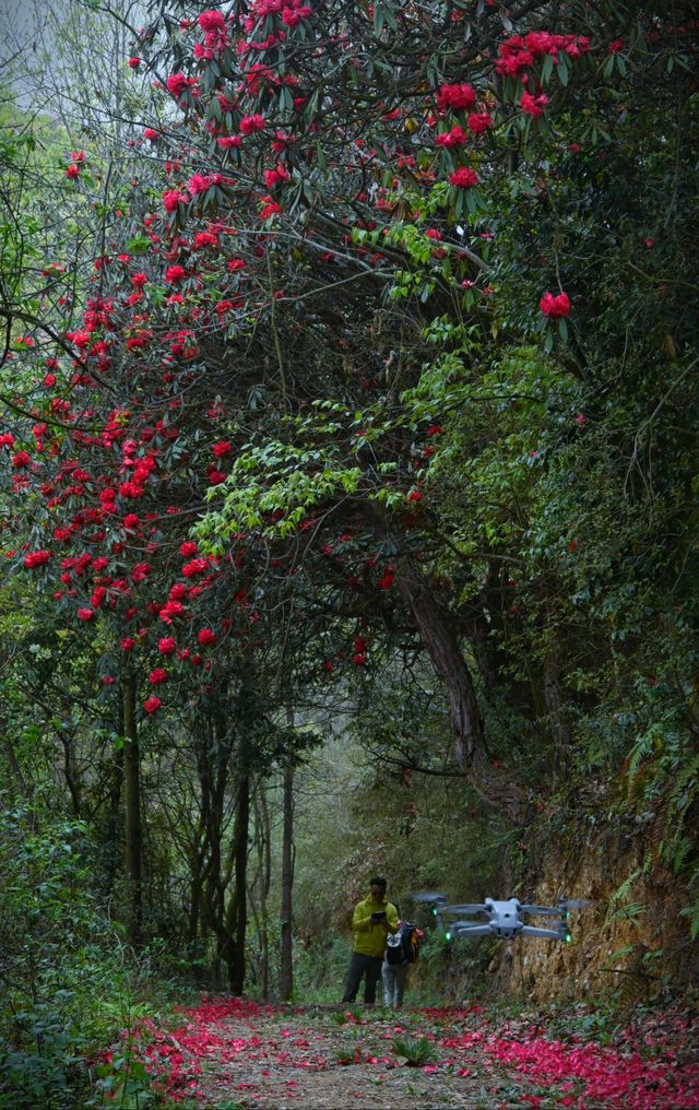 貴州畢節丨四月的映山紅翹首以盼。