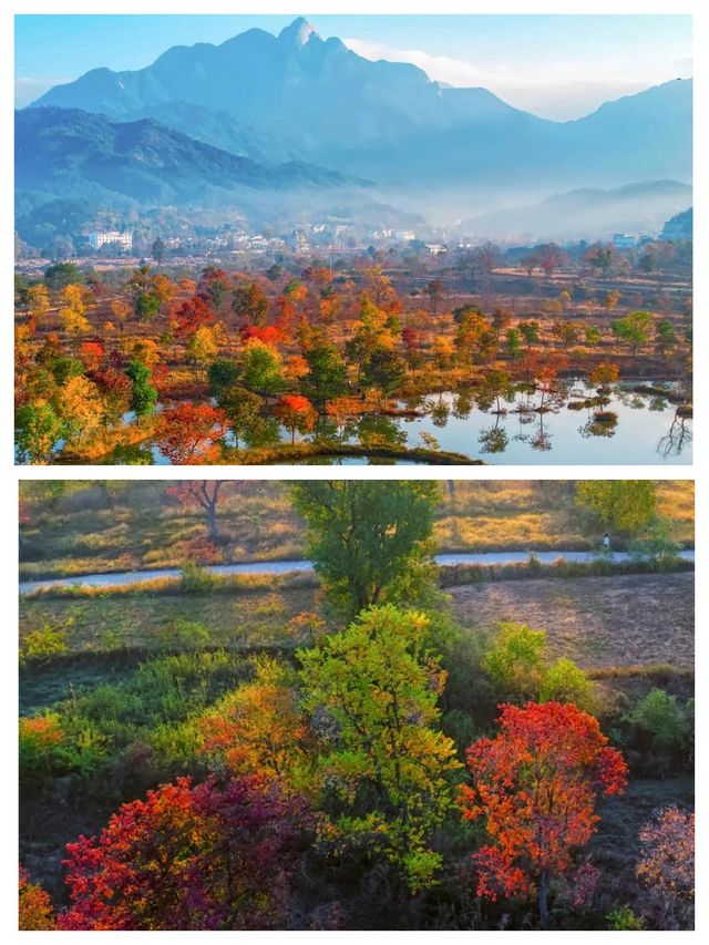 中國甜柿第一村，柿子還在，快來。