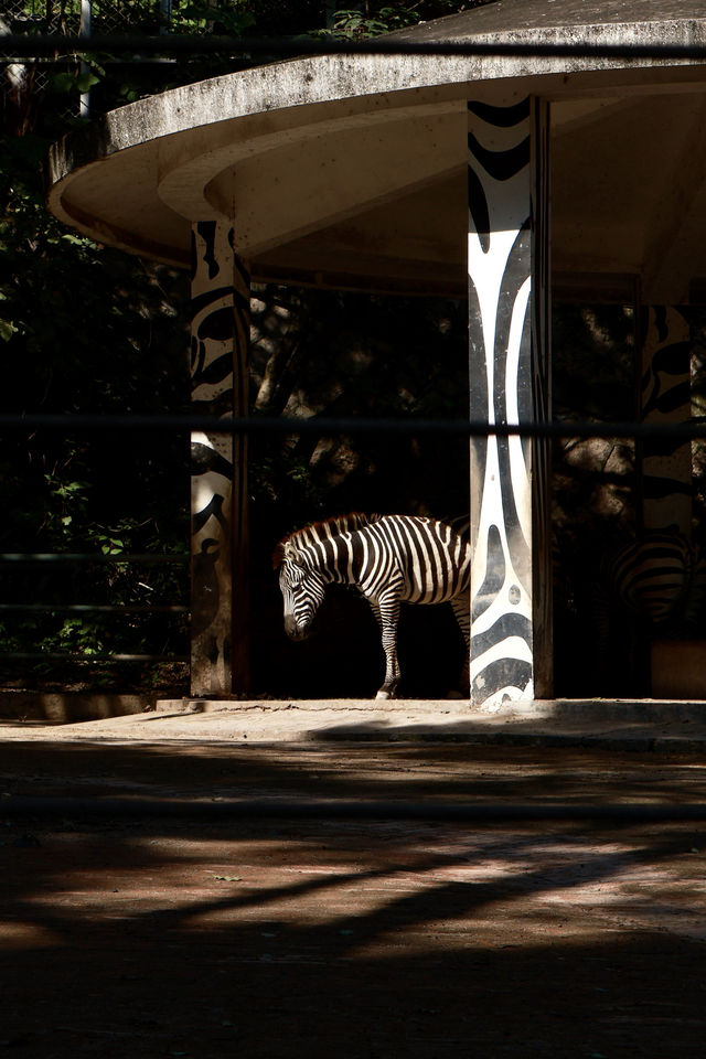 溫州動物園像坐上了去往90年代的穿梭機。