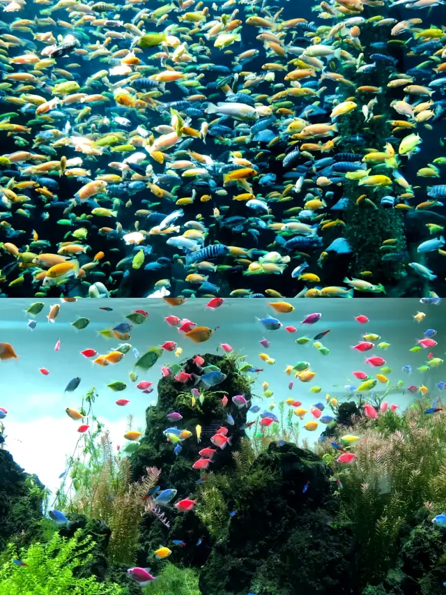 Chongqing Hanhai Ocean Park is located at No. 133, Jialong Road, Banan District, Chongqing. 