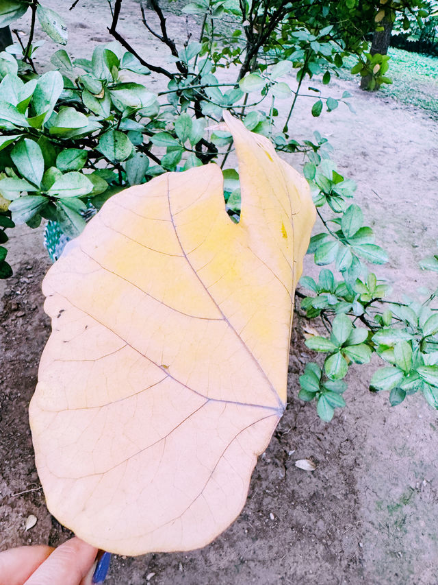 西安~秋風秋雨漫步中 西安~秋風秋雨漫步中