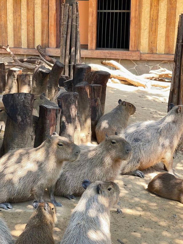 鄭州銀基動物王國！！！