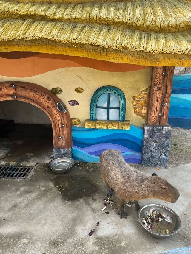 【衝啊】南陽野生動物園，零距離接觸大自然