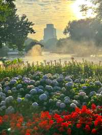 荔枝公園丨找到廣州的莫奈花園啦