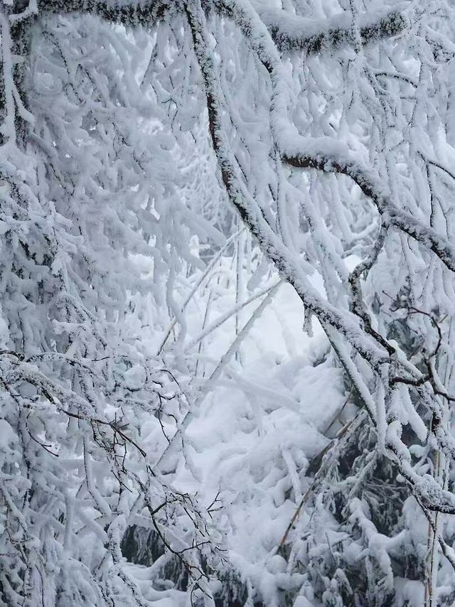 郴州莽山之旅已完成，建議大家一定要帶短款衣服！