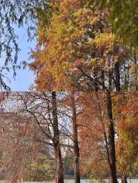 深圳洪湖公園|白鷺翩翩，水中落羽杉美哭