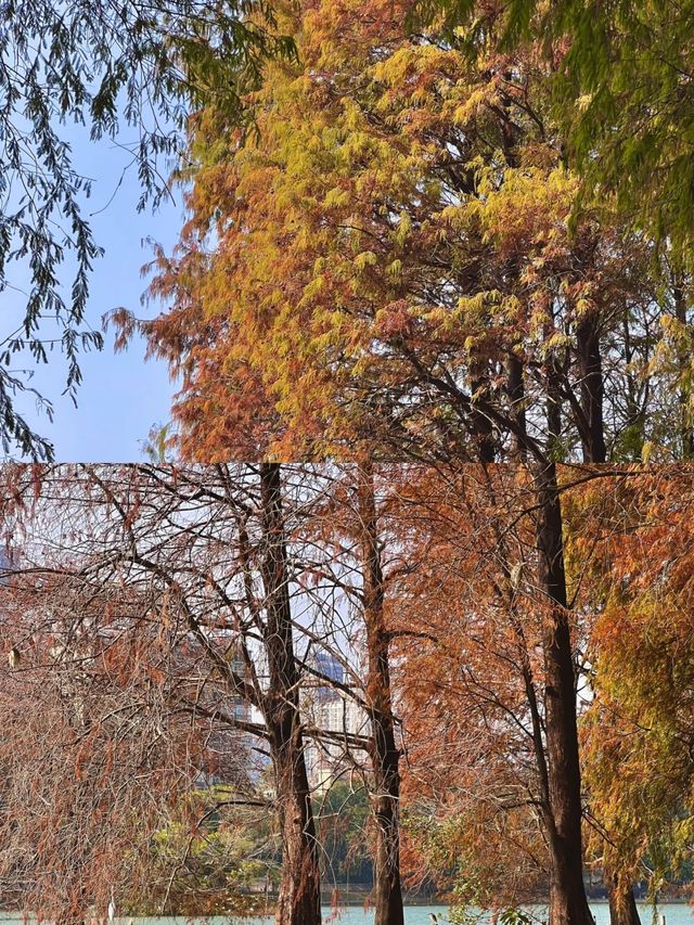 深圳洪湖公園|白鷺翩翩，水中落羽杉美哭