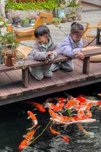 喺肇慶星湖旁嘅民宿，品茶餵魚兩不誤