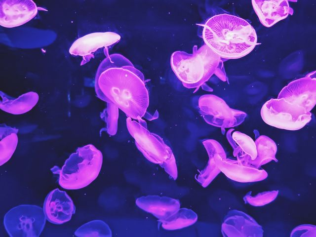 長風公園海洋世界超詳細攻略丨魔都遛娃好去處 長風公園海洋世界超詳細攻略丨魔都遛娃好去處