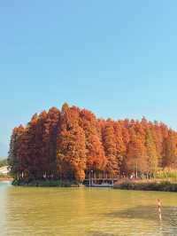 進入最佳觀賞期！落羽杉紅出了油畫治癒感